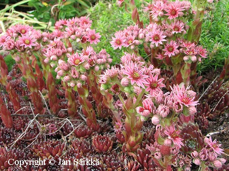 Sempervivum 'Silbercarneol'